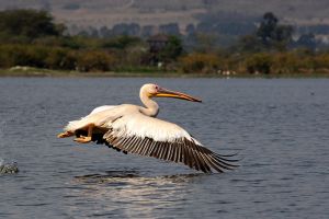 Pelican Landing Lake Nakuru Kenya